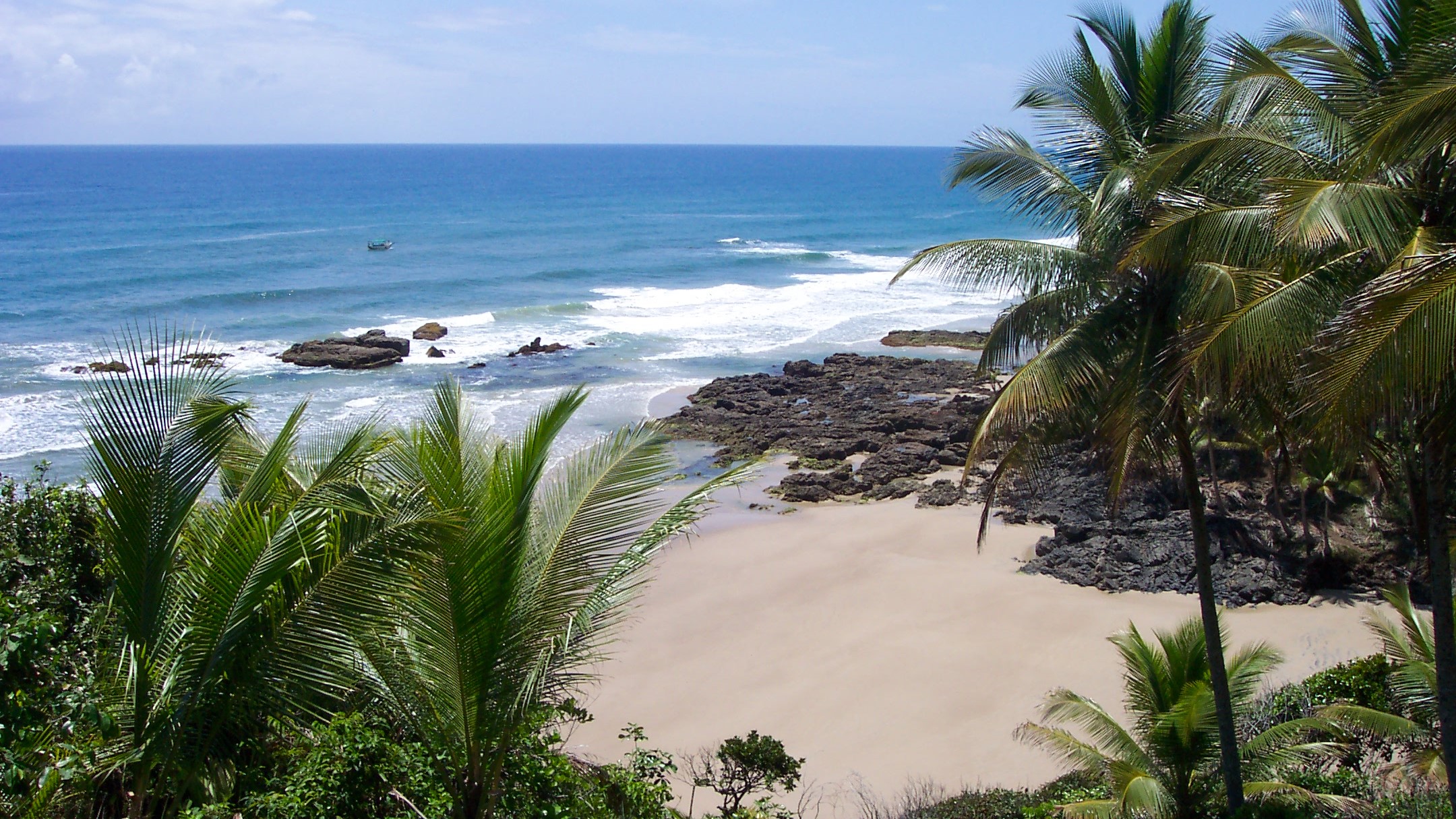 A shoreline with palm trees